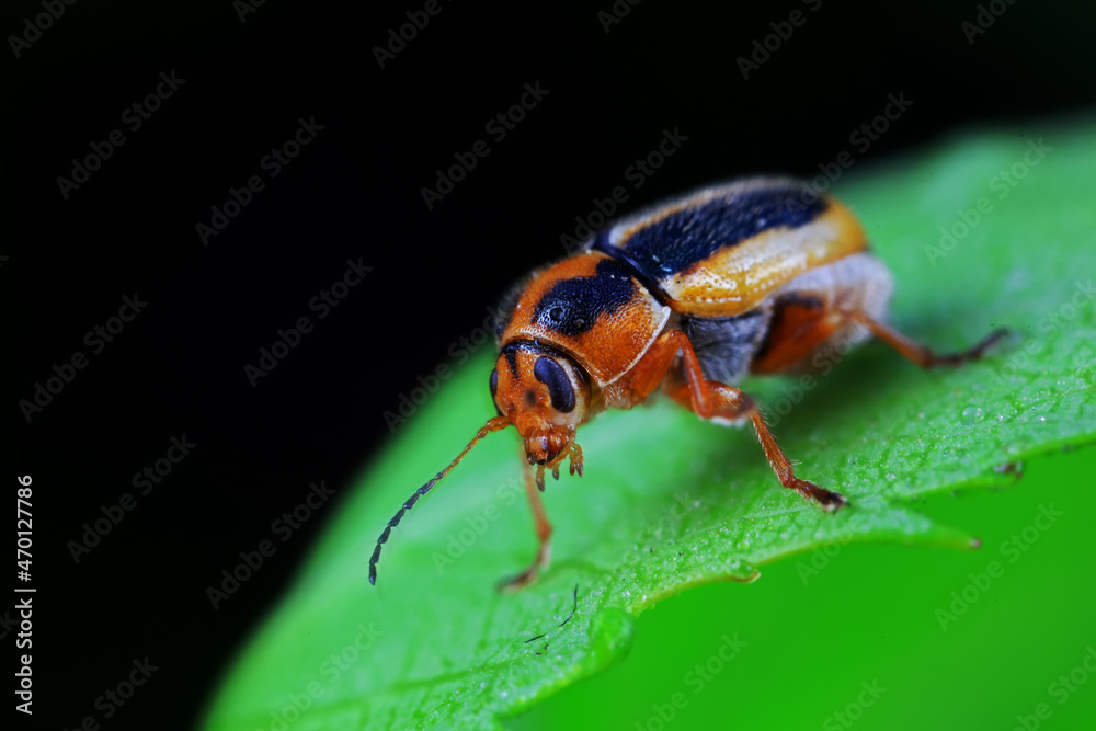 Leaf beetle on wild plants, North China Leaf beetle on wild plants, North China