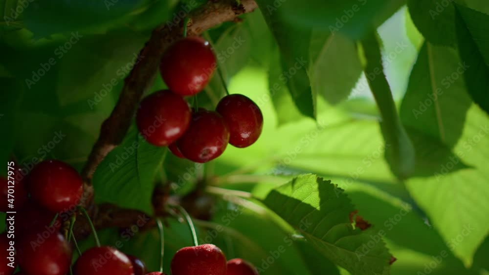 Organic cherry leaf branch tree at farm plantation. Berry ripening at greenhouse Organic cherry leaf branch tree at farm plantation. Berry ripening at greenhouse
