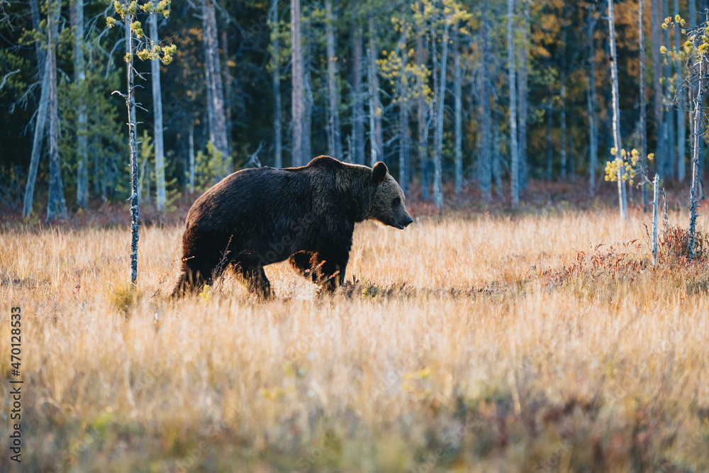 Wild brown bear in Finland wetlands Wild brown bear in Finland wetlands
