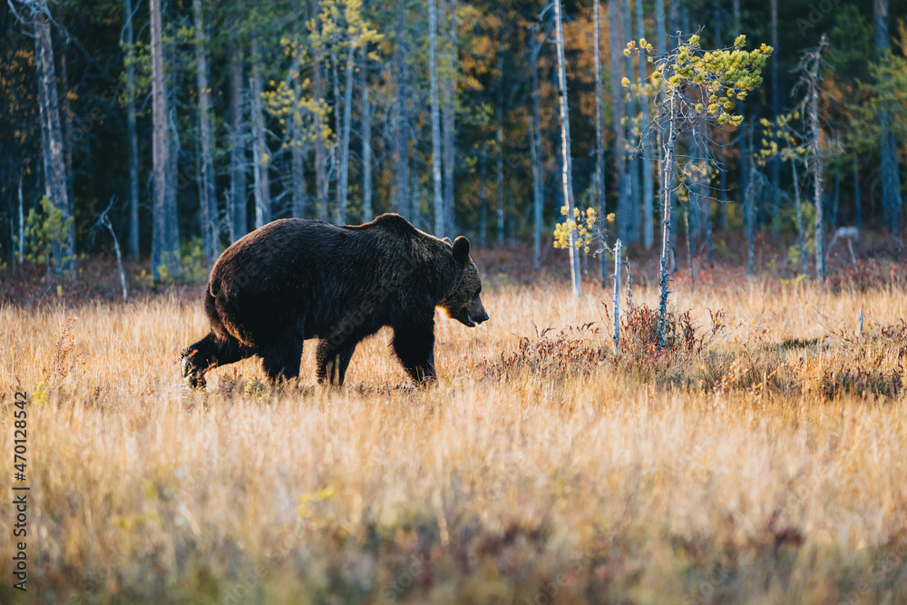 Wild brown bear in Finland wetlands Wild brown bear in Finland wetlands