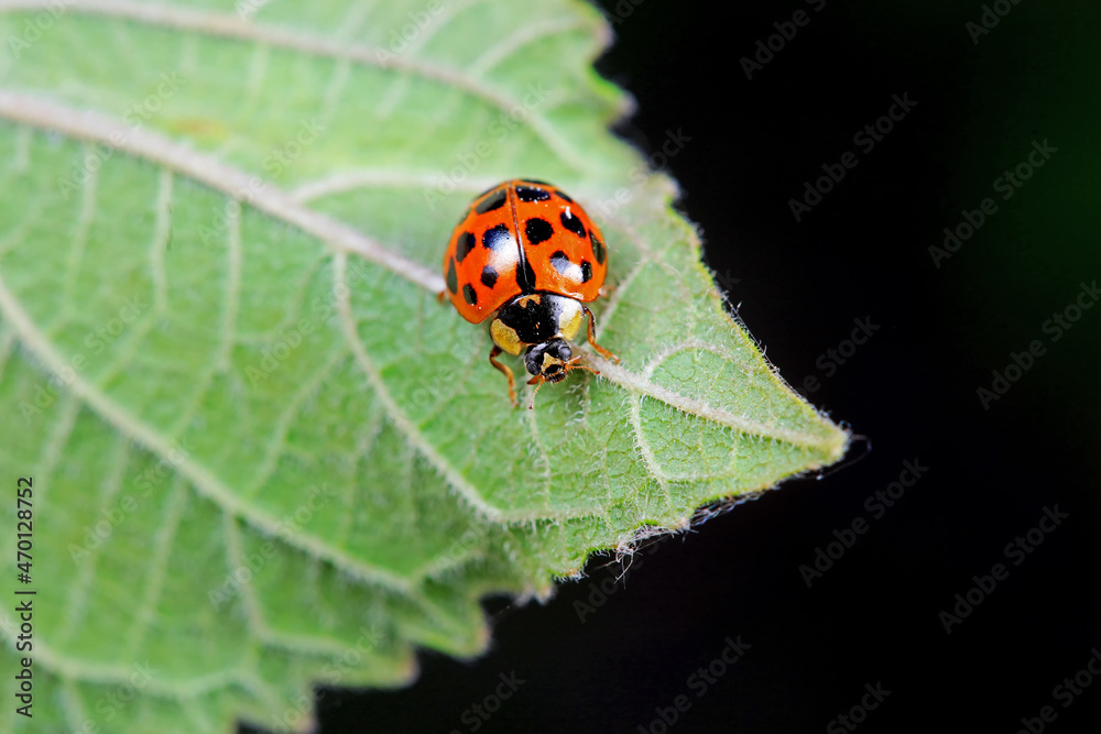Ladybugs on wild plants, North China Ladybugs on wild plants, North China