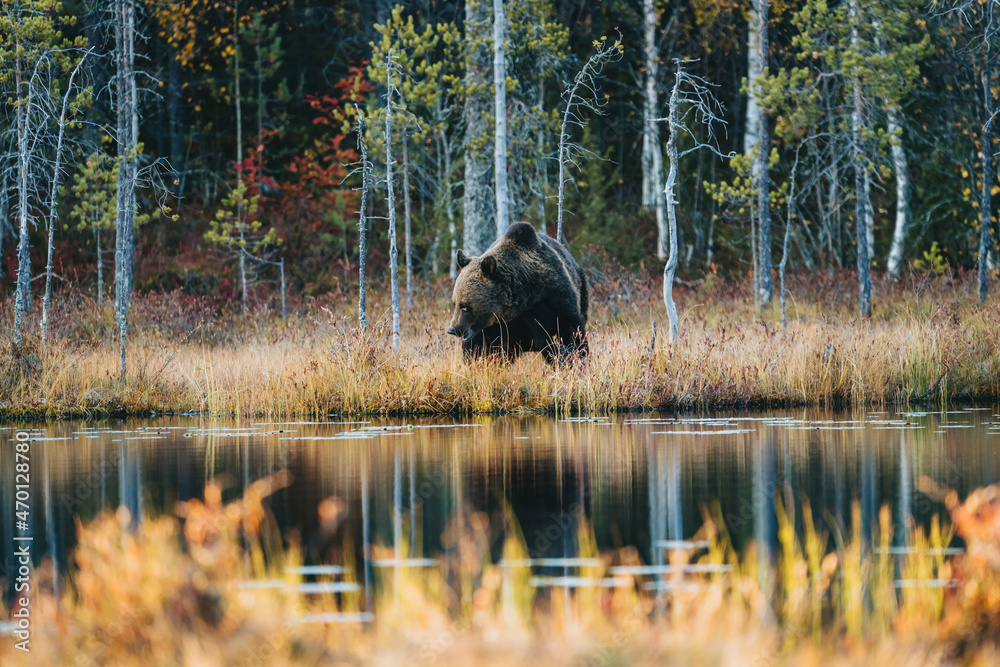 Wild brown bear in Finland wetlands Wild brown bear in Finland wetlands