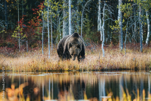 Wild brown bear in Finland wetlands Fototapeta