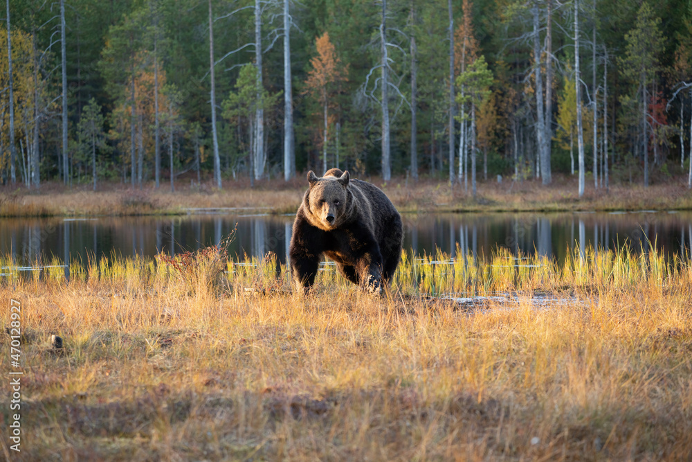Wild brown bear in Finland wetlands Wild brown bear in Finland wetlands