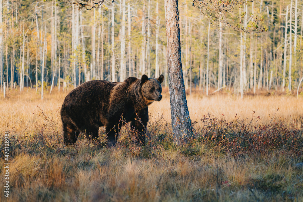 Wild brown bear in Finland wetlands Wild brown bear in Finland wetlands