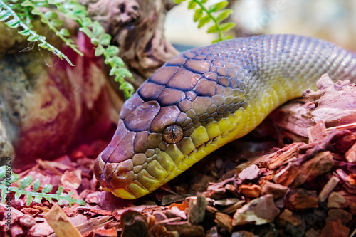 Amethystine Python. (lat. Morelia amethistina).
 It is the largest snake in Australia, where it feeds mainly on bush wallaby kangaroos. Sizes in nature can reach 8.5 meters in length, in a terrarium i photo