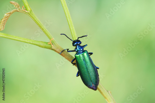 Coleoptera insect -- green Daphne genkwa, North China © zhang yongxin