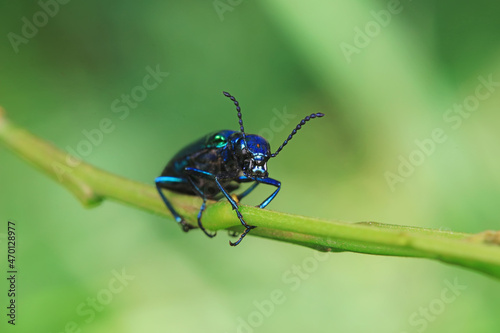Coleoptera insect -- green Daphne genkwa, North China