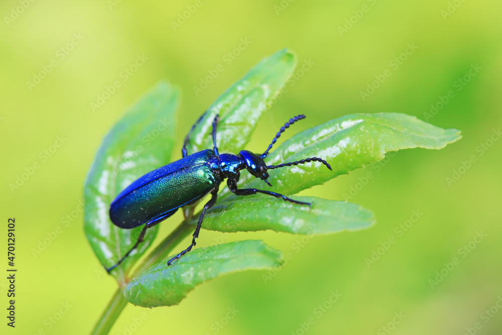 Naklejka premium Coleoptera insect -- green Daphne genkwa, North China