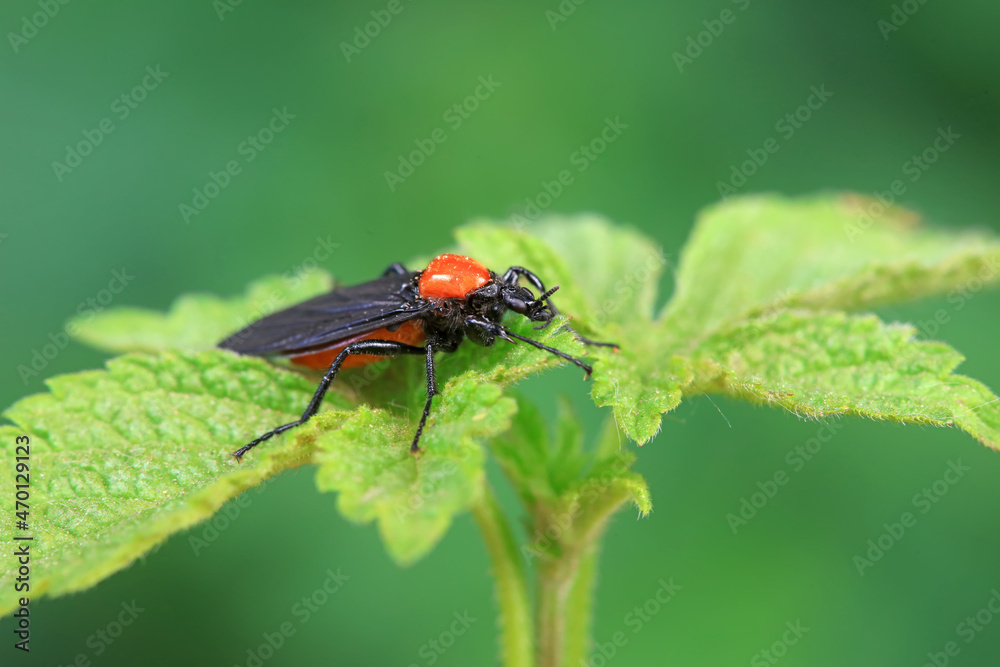 Fototapeta premium Mosquitos on wild plants, North China