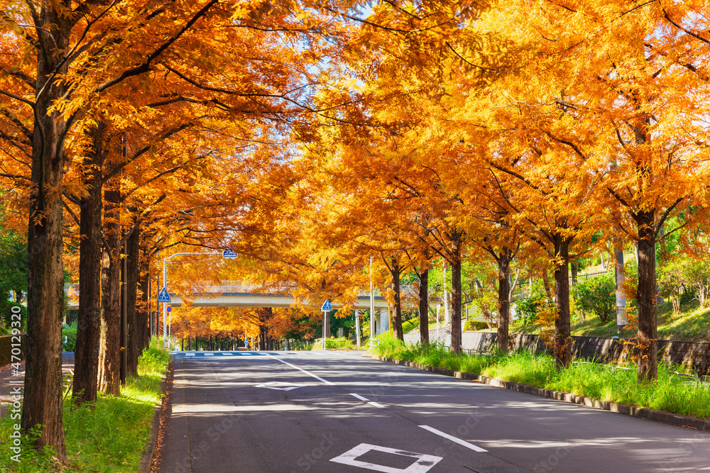 秋・紅葉イメージ メタセコイア