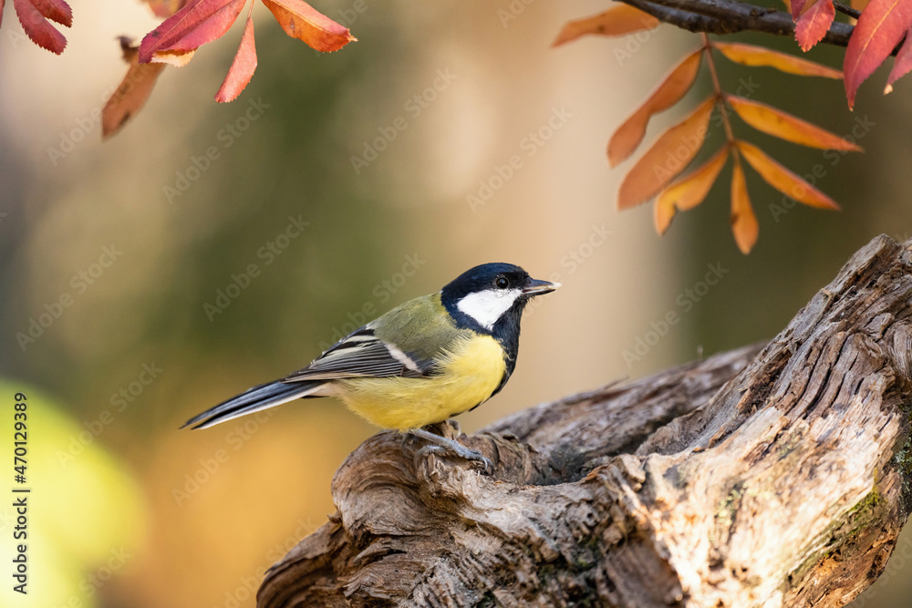 Obraz premium Small bird in forest