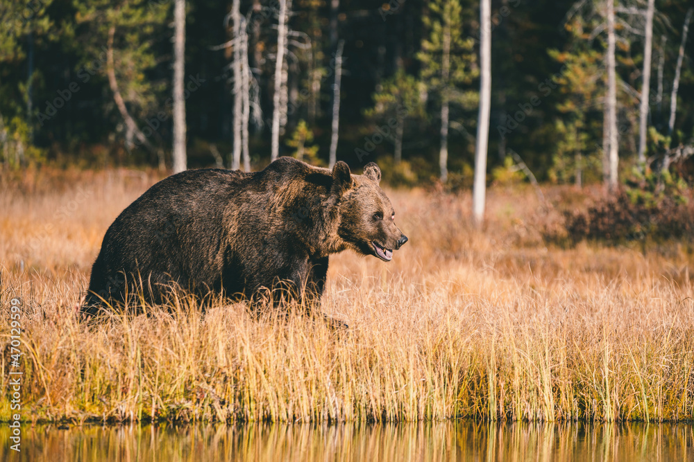 Wild brown bear in Finland wetlands Wild brown bear in Finland wetlands
