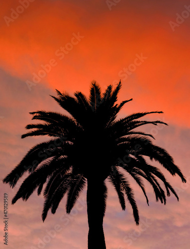 A plam silhouette on a beautiful orange sunset sky