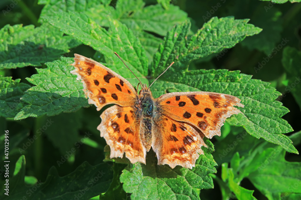 Lepidoptera insects in the wild, North China Lepidoptera insects in the wild, North China