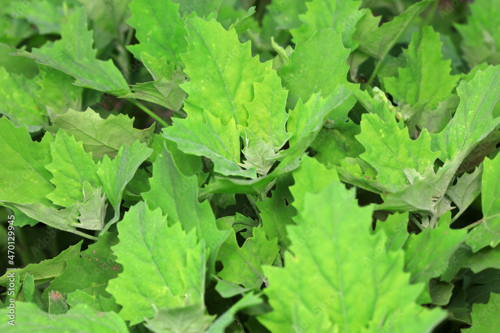 Close up of Grifola leaf, North China Close up of Grifola leaf, North China
