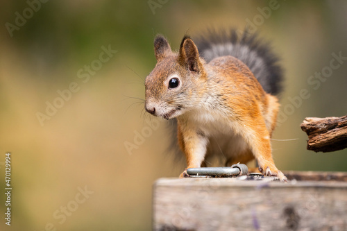 Cute squirrel in wild nature in Finland