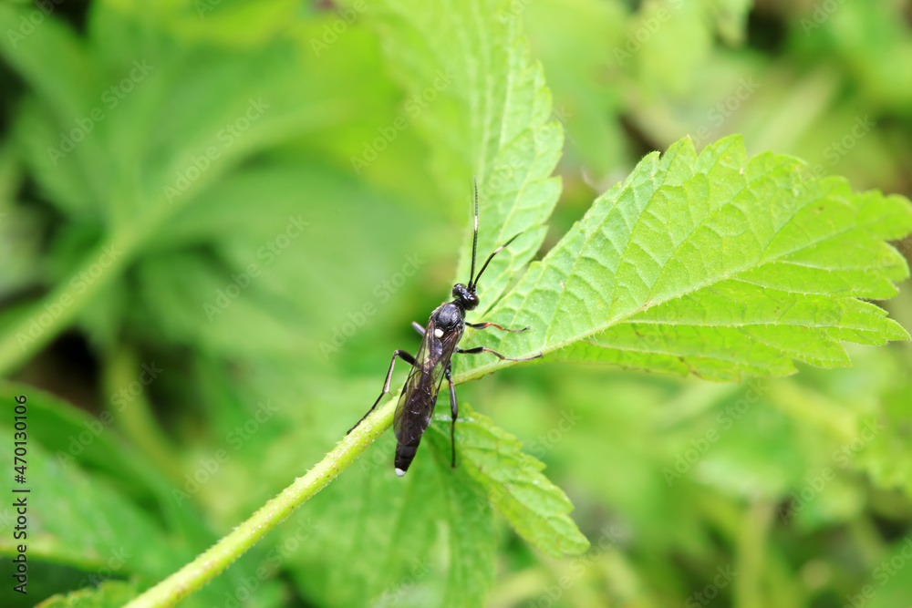 Fototapeta premium Bee insects in the wild, North China