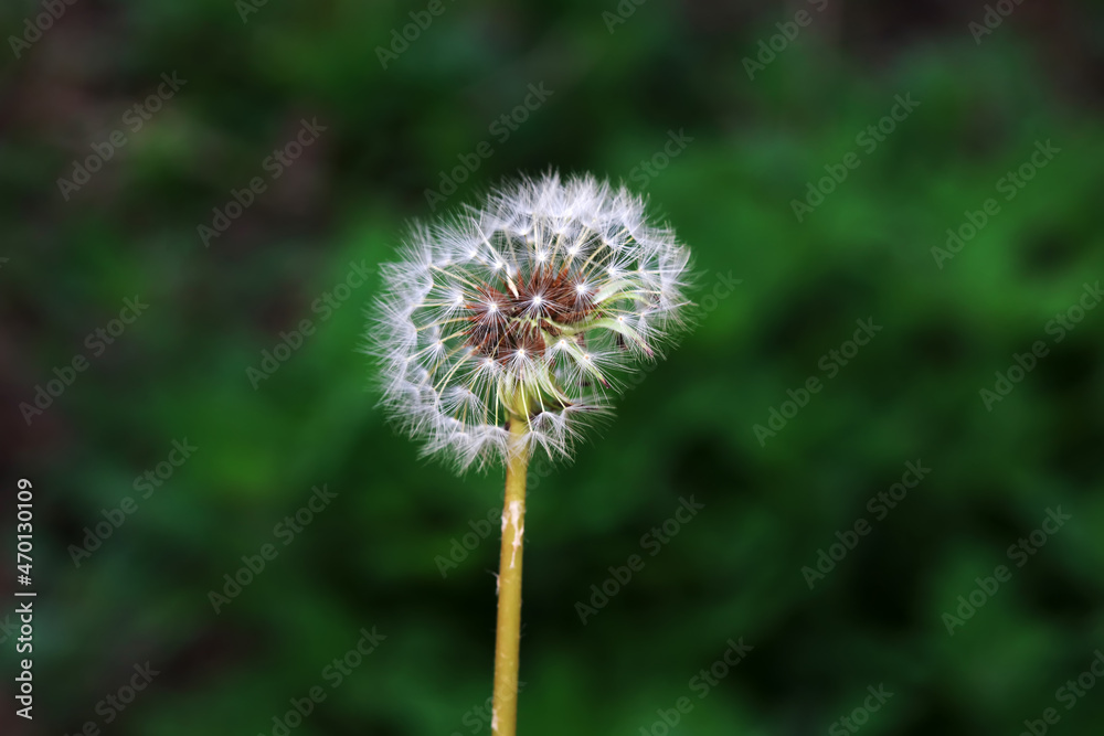 Wild plant dandelion in the wild, North China Wild plant dandelion in the wild, North China