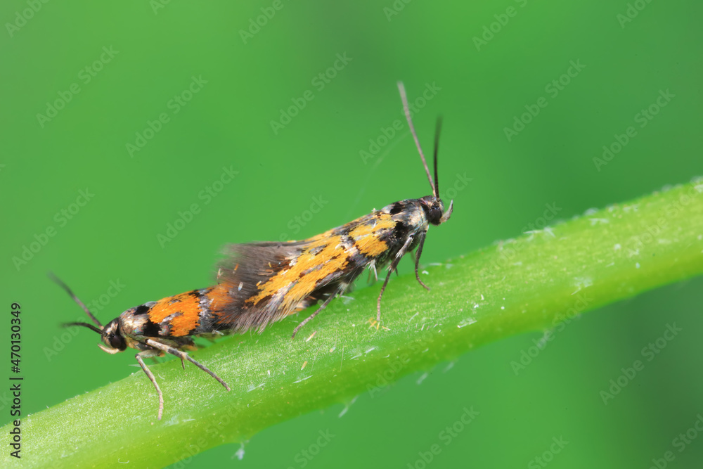 Lepidoptera insects in the wild, North China Lepidoptera insects in the wild, North China