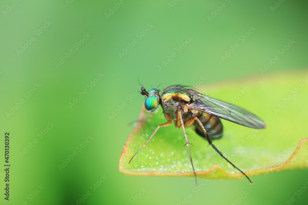 Gadfly on wild plants, North China Gadfly on wild plants, North China