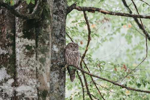 Strix uralensis wild owl in czech forest photo
