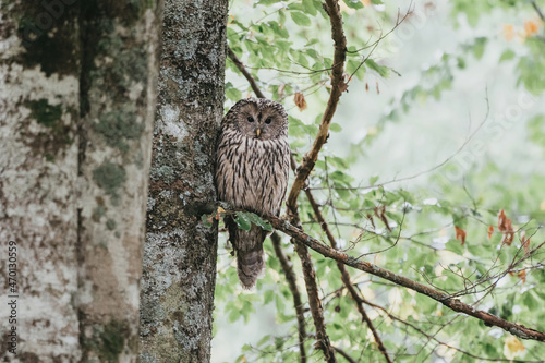 Strix uralensis wild owl in czech forest photo
