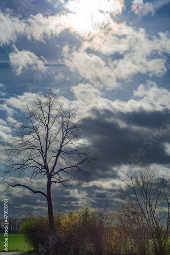 Bare trees against a slightly cloudy sky. © Ralph