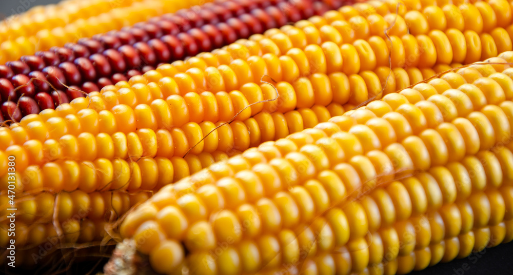 corn. yellow corn on a black background. concept photo.
