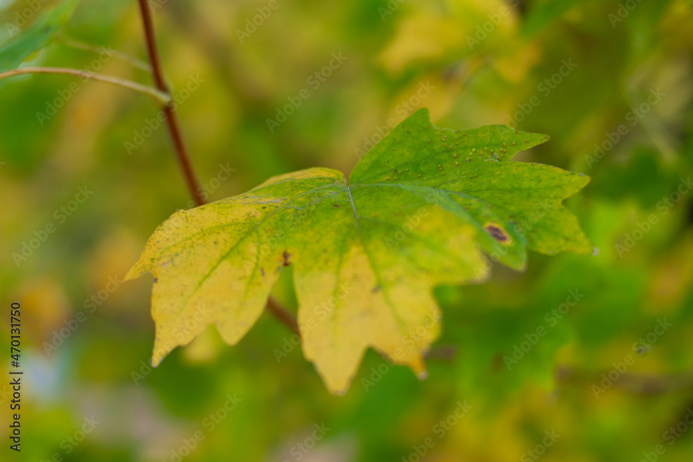 Autumn maple leaf hanging on a tree branch in the park. Beautiful photo with selective focus Autumn maple leaf hanging on a tree branch in the park. Beautiful photo with selective focus
