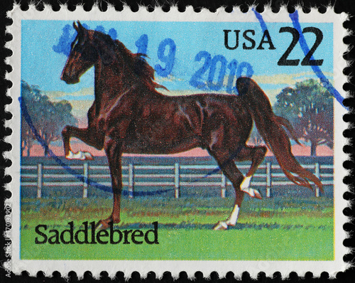 Saddlebred horse on american postage stamp photo