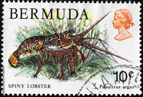 Spiny lobster on postage stamp of Bemuda
