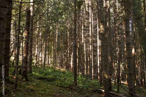 Fototapeta Naklejka Na Ścianę i Meble -  Picturesque view of beautiful coniferous forest on sunny day