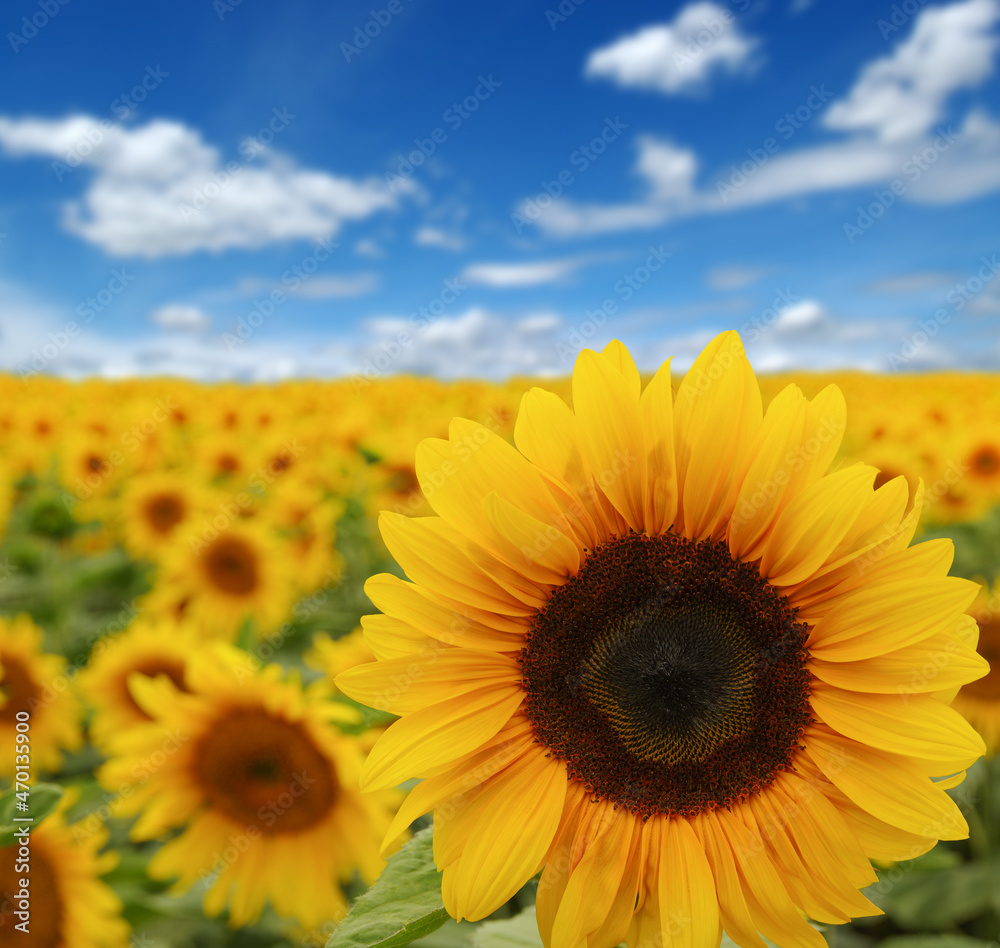 Fototapeta premium sunflowers field on sky