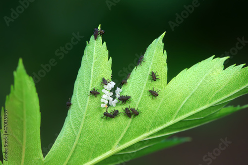 Ladybugs on wild plants, North China