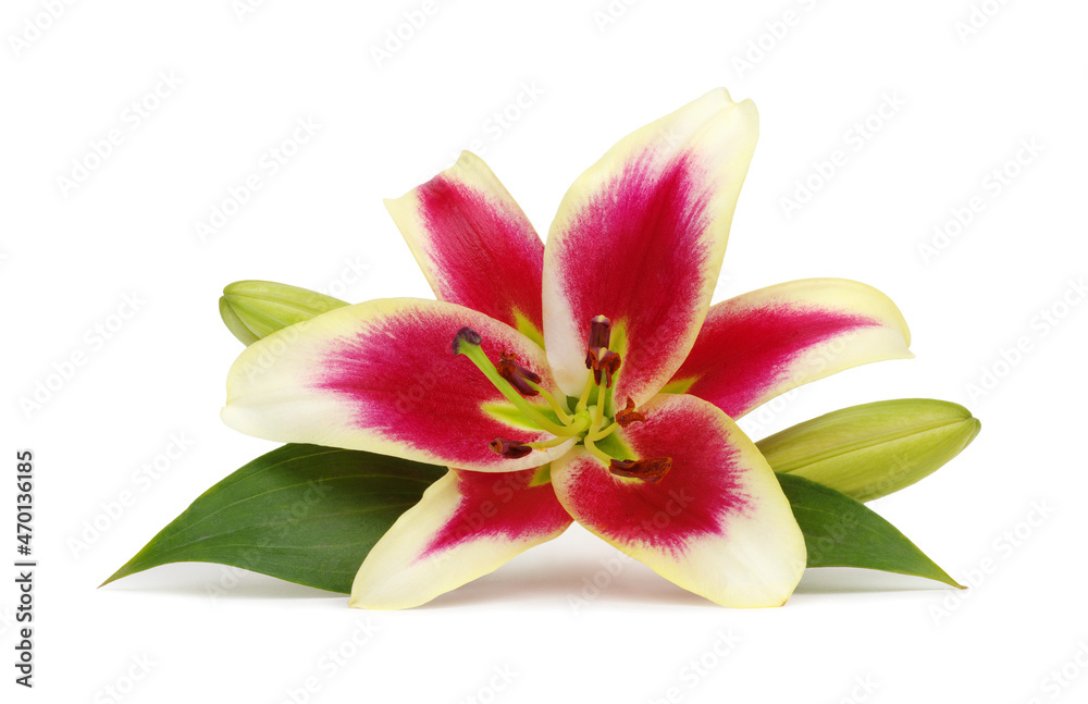  pink lilies with leaves on white