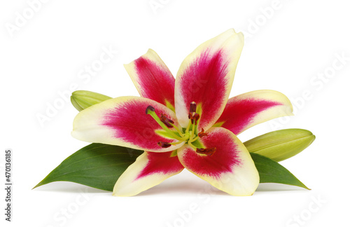  pink lilies with leaves on white