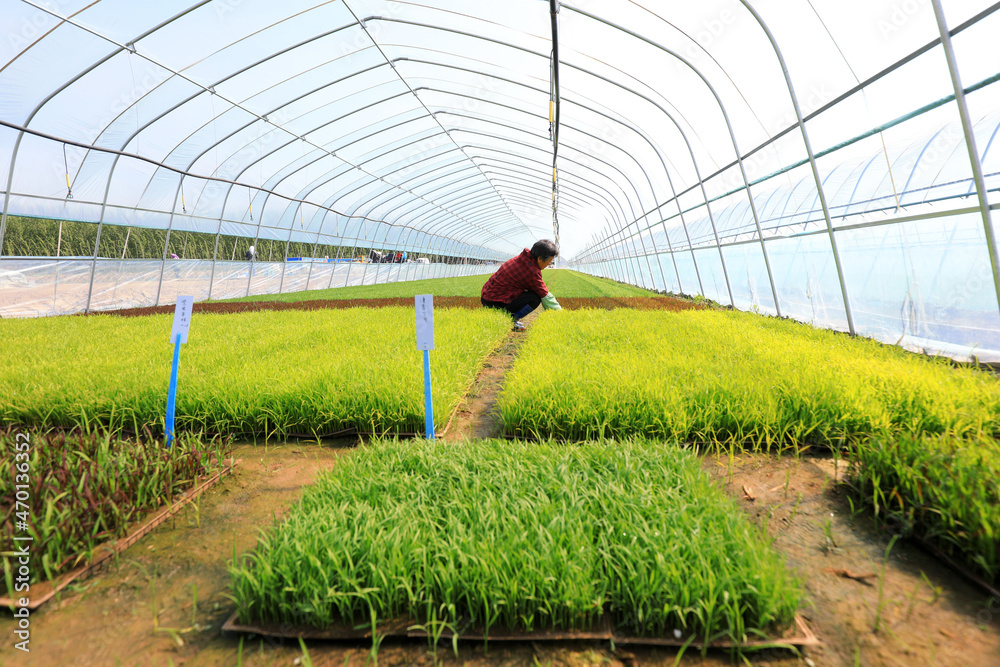Farmers check the development of small batch experimental rice varieties, North China