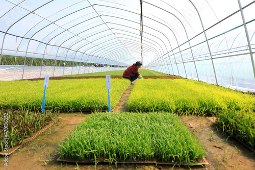Obraz na płótnie Farmers check the development of small batch experimental rice varieties, North China w salonie