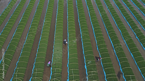 farmers work in rice seedbeds on a farm, North China photo