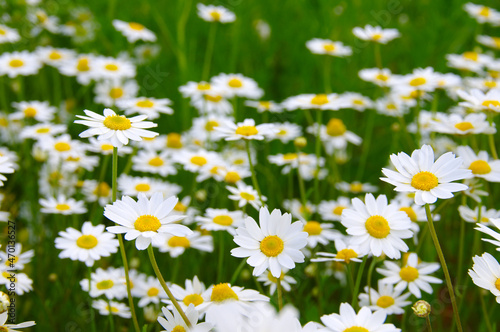 White daisy on field