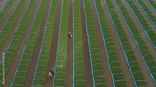 farmers work in rice seedbeds on a farm, North China photo