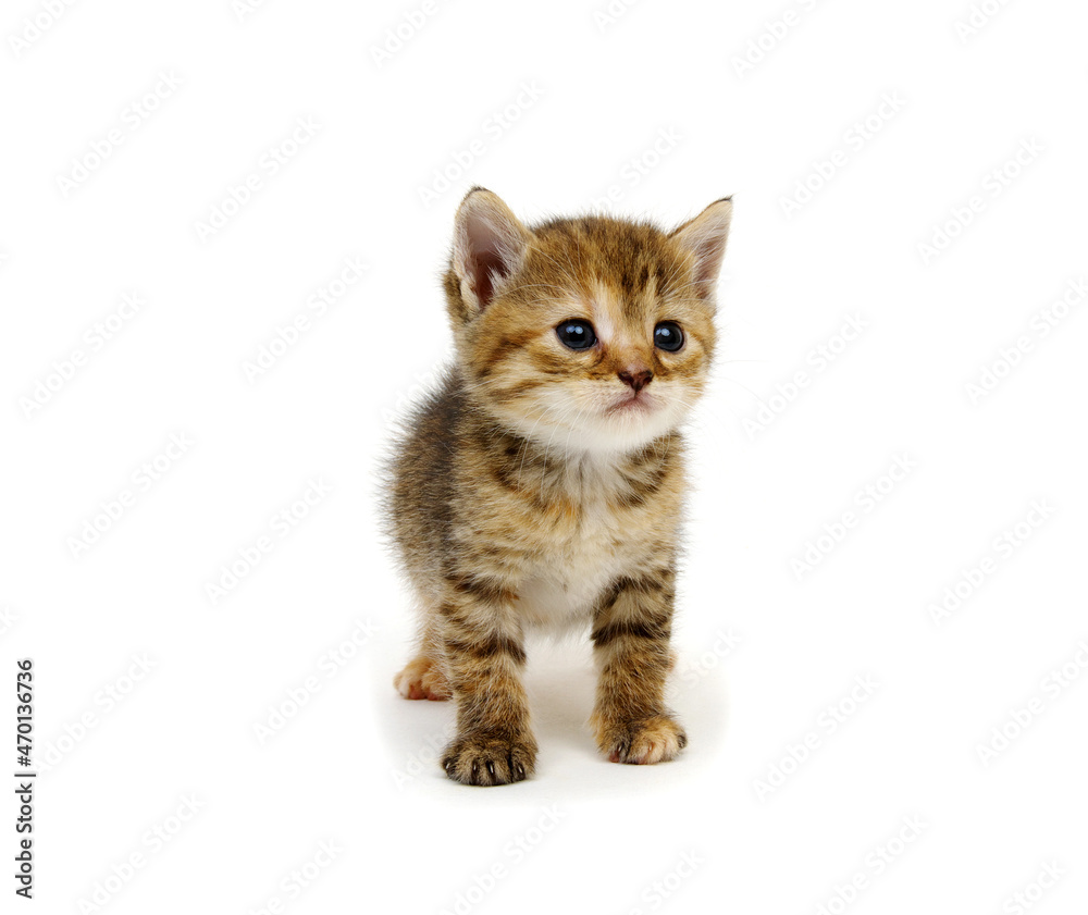 Obraz premium kitten isolated on white background