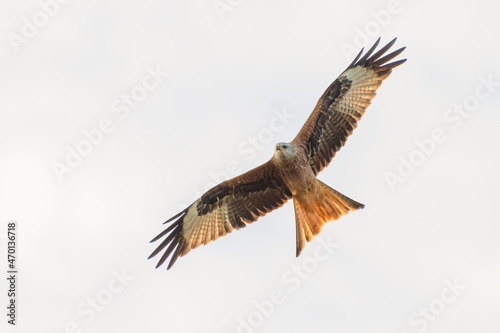 Red kite (Milvus milvus) flying overhead, showing its plumage and forked tail, UK