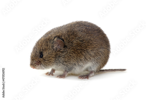 Mouse isolated on white photo