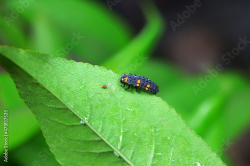 Ladybugs on wild plants, North China