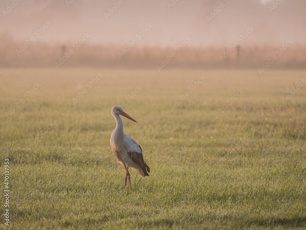 Fototapeta premium Weißstorch auf der Wiese