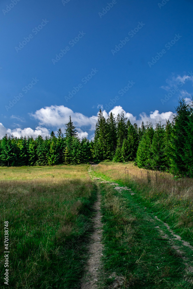 Obraz premium Drogą do lasu