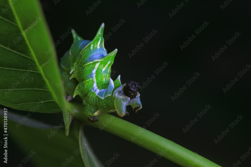 Lepidoptera larvae in the wild, North China Lepidoptera larvae in the wild, North China