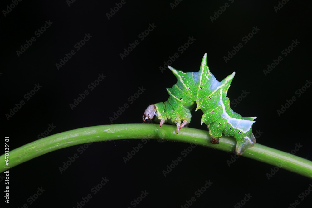Obraz premium Lepidoptera larvae in the wild, North China